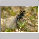 Stylops melittae - Faecherfluegler m09 5mm.jpg